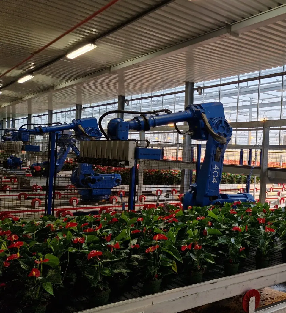 robot anthurium
