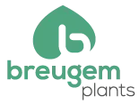 Breugem plants